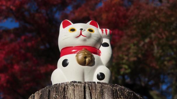 招き猫　紅葉狩り 招き猫,縁起物,置物の写真素材
