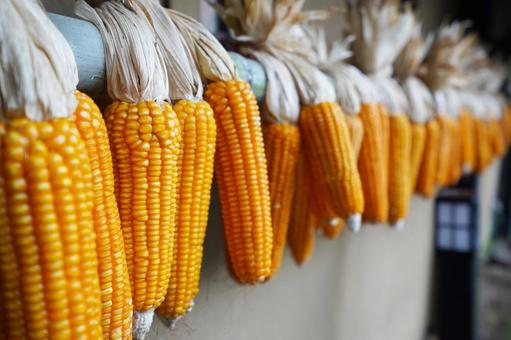 熊本 黒川温泉 並べられたトウモロコシ1 黒川温泉,トウモロコシ,コーンの写真素材