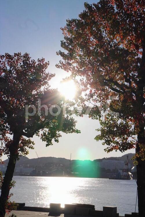 木漏れ日 木漏れ日,木,太陽の写真素材