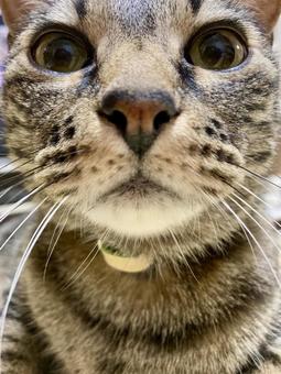 正面の猫のアップ 正面の猫のアップ ネコ,キジトラ,ペットの写真素材