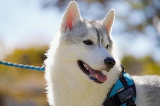 シベリアン・ハスキー 犬,シベリアン・ハスキー,大型犬の写真素材