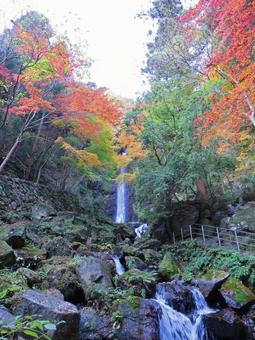 養老の滝(紅葉シーズン) 養老の滝(紅葉シーズン) 養老の滝,滝,紅葉の写真素材