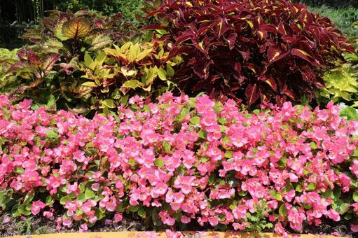 ピンクのベコニアとコリウスの写真