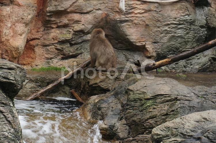 猿 猿,さる,サルの写真素材