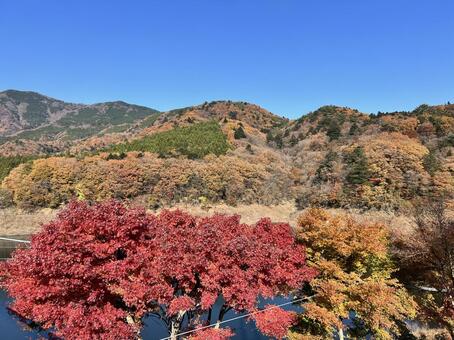 秋色に染まる山並みと紅葉樹 紅葉,もみじ,カエデの写真素材