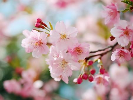 淡いピンクの桜の花とつぼみ 淡いピンクの桜の花とつぼみの写真