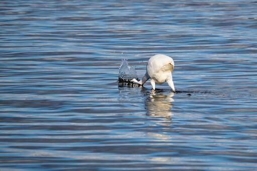 ダイサギの狩り(37) 鳥,ダイサギ,狩りの写真素材