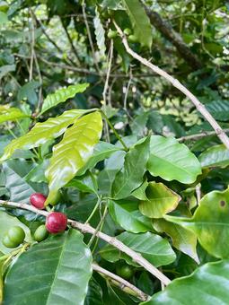 台湾　コーヒーの実 台湾,コーヒーの実,コーヒーの写真素材