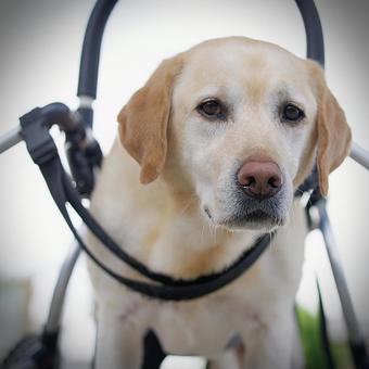 A dog (Labrador) walking in a wheelchair, JPG A dog (Labrador) walking in a wheelchair, JPG