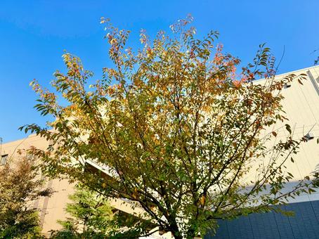住宅街の色づく木とブルースカイ 青空,空,ブルースカイの写真素材
