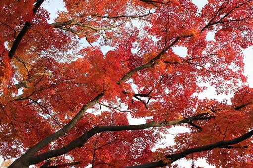 紅葉5 紅葉,もみじ,赤の写真素材