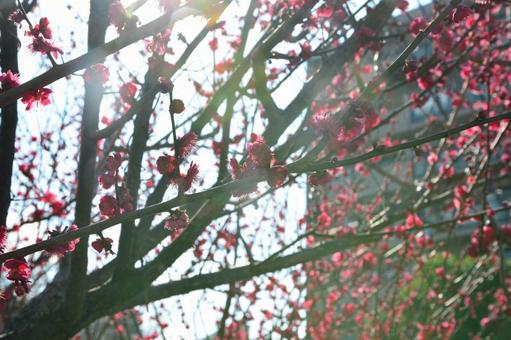 木漏れ日 木漏れ日の写真