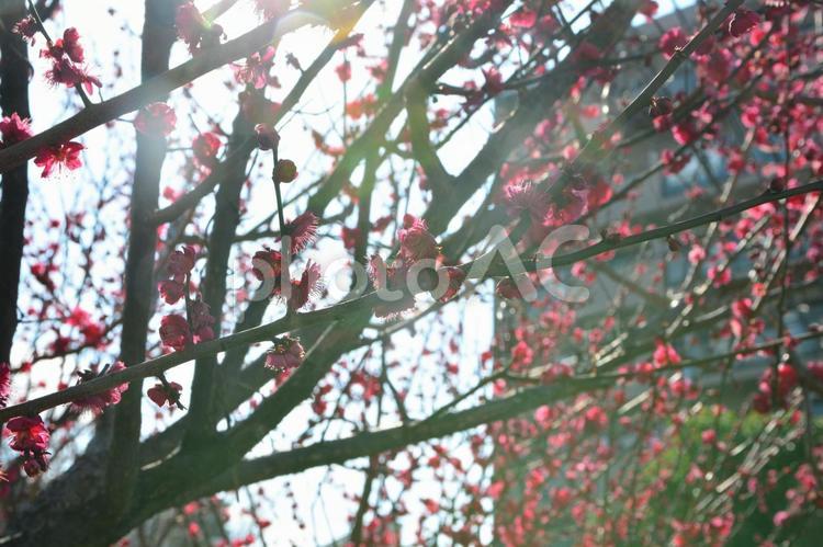 木漏れ日 壁紙,背景,花の写真素材