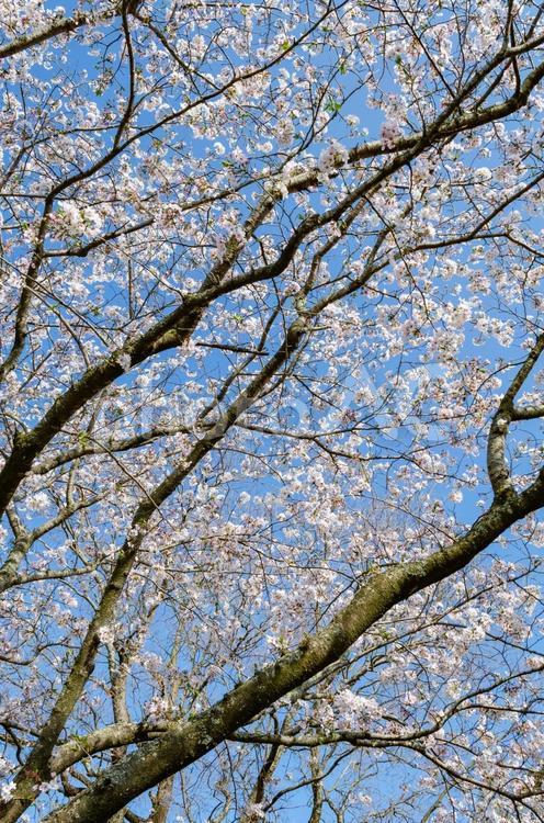 桜の木の下から 桜,さくら,サクラの写真素材