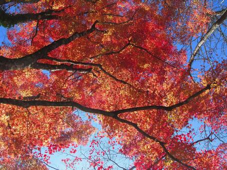 紅葉風景 紅葉風景 紅葉,秋,青空の写真素材