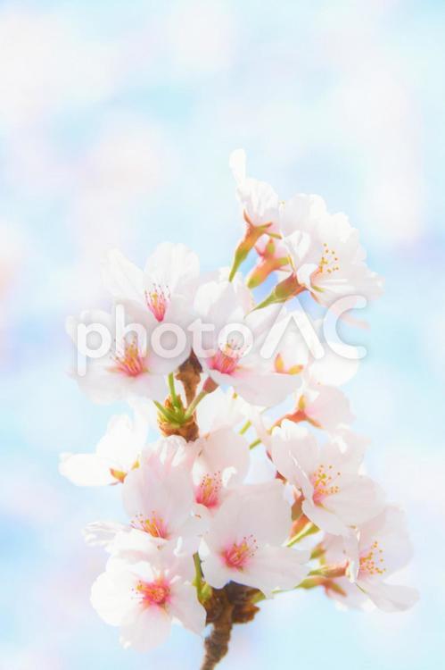 桜と青空 桜,青空,さくらの写真素材