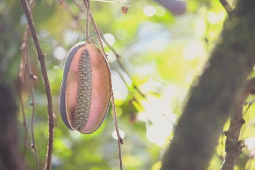 あけびの季節 あけび,秋,果物の写真素材