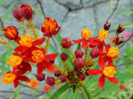 【花の写真】トウワタ（唐綿） トウワタ,唐綿,キョウチクトウ科の写真素材