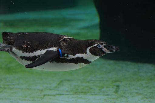 ペンギン ペンギンの写真