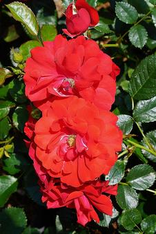 荒牧バラ園622フラワーカーペットローズの写真