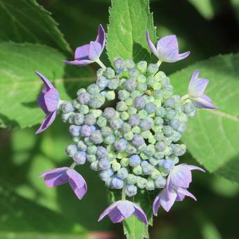 紫陽花 あじさい,紫,つぼみの写真素材