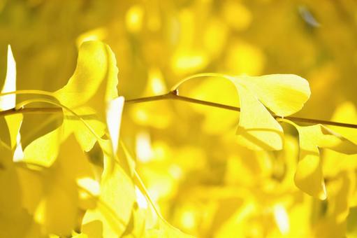 イチョウ 秋色,秋,錦秋の写真素材