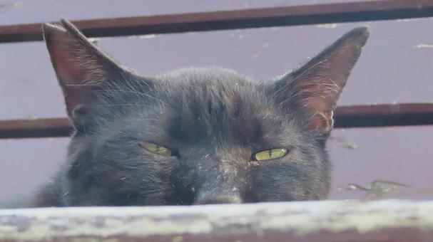ベンチの上で夕涼みしているもふもふな黒猫 ベンチの上で夕涼みしているもふもふな黒猫 黒猫,猫,顔の写真素材