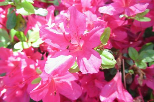 晴天のもと、日光に輝く赤いツツジの花 晴天のもと、日光に輝く赤いツツジの花の写真