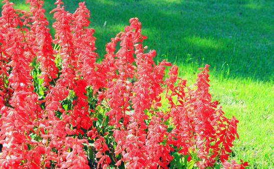 鮮やかな赤いサルビアの花 サルビア,赤い花,花の写真素材