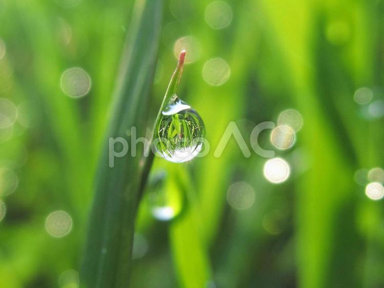 水滴と緑の葉と朝日Water drops 水滴,すいてき,waterの写真素材