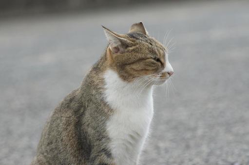 ねこ ねこ にゃんこ,可愛い,野良猫の写真素材