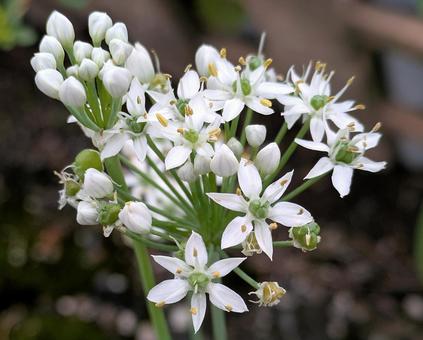 道端に咲くノビルの花 道端に咲くノビルの花 野草,花,植物の写真素材