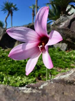 鮮やかな六つの花弁 鮮やかな六つの花弁の写真