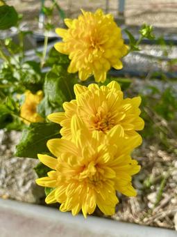 菊 花 黄色 菊 花 黄色の写真