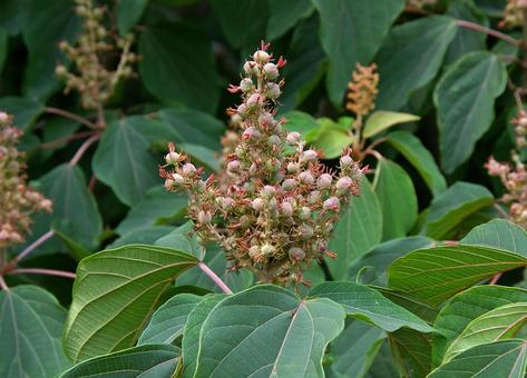 アカメガシワの写真