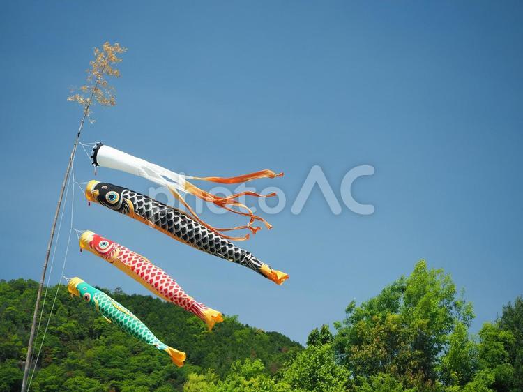 目の覚める青空と風にたなびく鯉のぼり 鯉のぼり,こいのぼり,春の写真素材