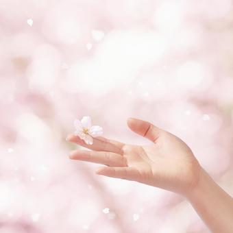 指先に桜の花 指先に桜の花の写真
