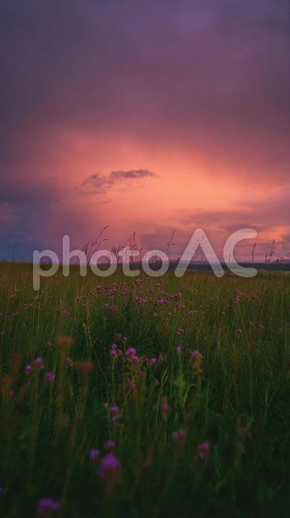 静寂に包まれた夕暮れの野原 夕暮れ,草原,花の写真素材