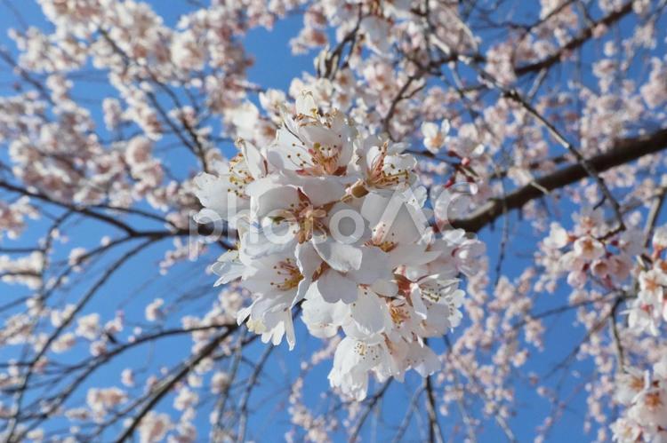 桜のイメージ 桜,さくら,サクラの写真素材