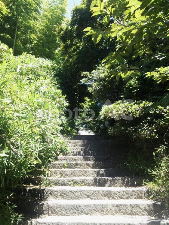 石の階段 自然,木漏れ日,木陰の写真素材