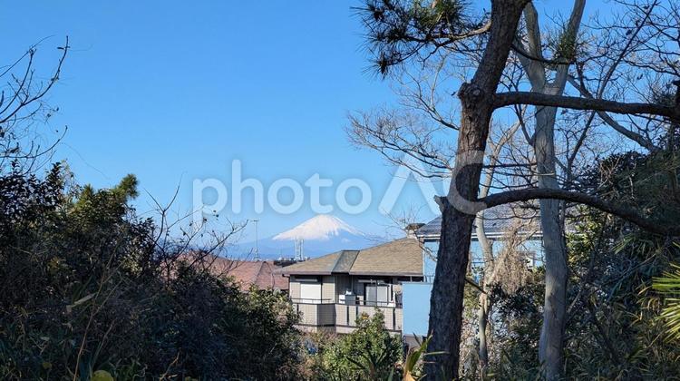 木々の間から見える富士山 富士山,青空,晴れの写真素材