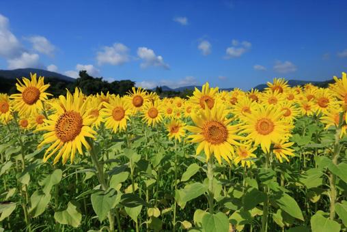 ひまわり畑 向日葵,ひまわり畑,ひまわりの写真素材