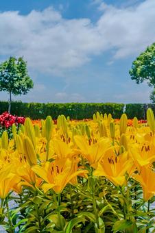 A field of yellow lilies blooming under a blue sky, JPG