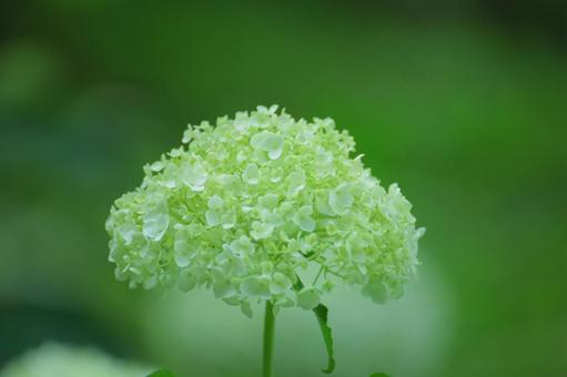 花模様₋アジサイ‐明るいイメージ 花模様₋アジサイ‐明るいイメージの写真
