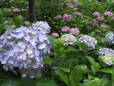 紫陽花 紫陽花の写真