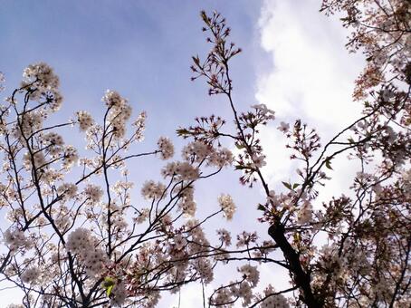 Sunny skies and cherry blossoms 3, flower, china, cherry blossoms, JPG