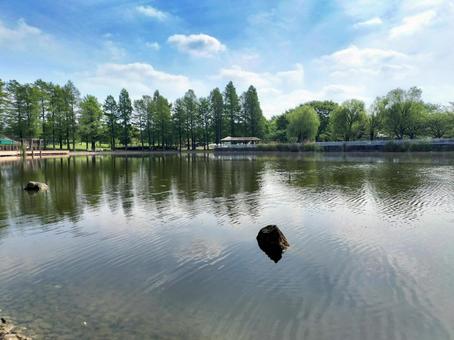 舎人公園の大池の畔 舎人公園の大池の畔 舎人公園,大池,畔の写真素材