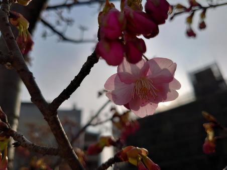 透ける桜の花びらの写真