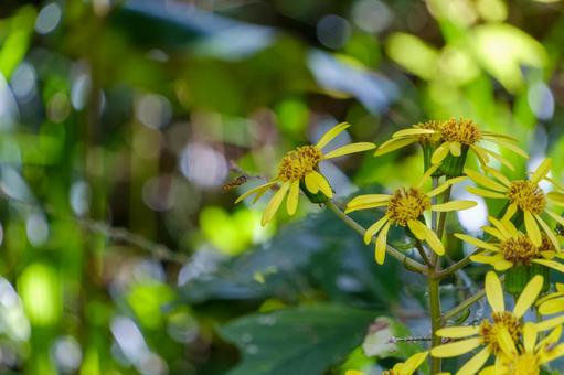森の縁で咲くツワブキの花 森の縁で咲くツワブキの花の写真