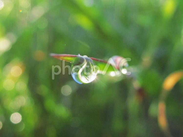 水滴と緑葉と朝の光Water drops 水滴,すいてき,waterの写真素材